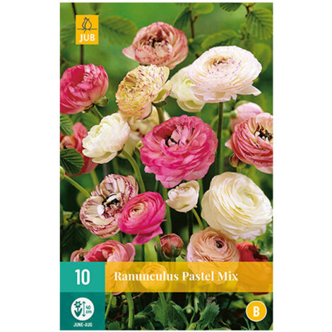 10 RENONCULES PASTEL (ROSE, PALE, CLAIR...)