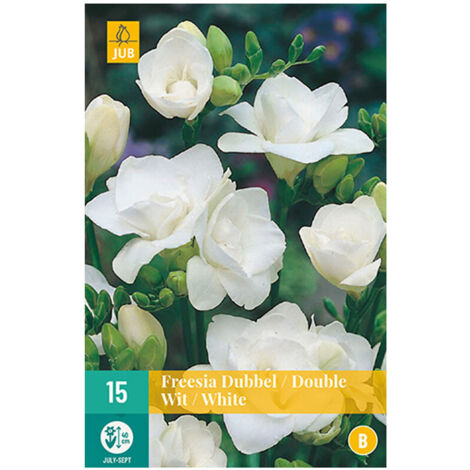 15 FREESIAS DOUBLES BLANCS