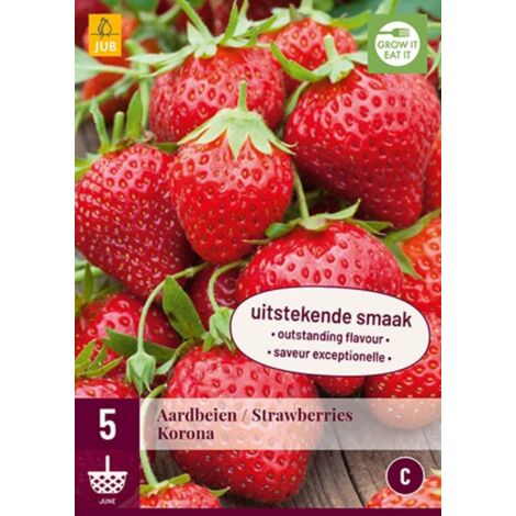 5 racines de Fraisiers Korona Rouge