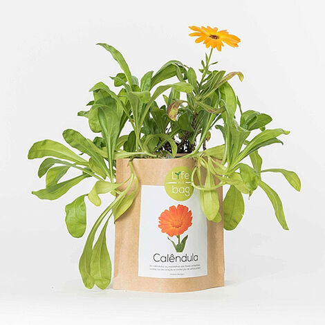 Sac papier Prêt à cultiver Calendula (1/4)