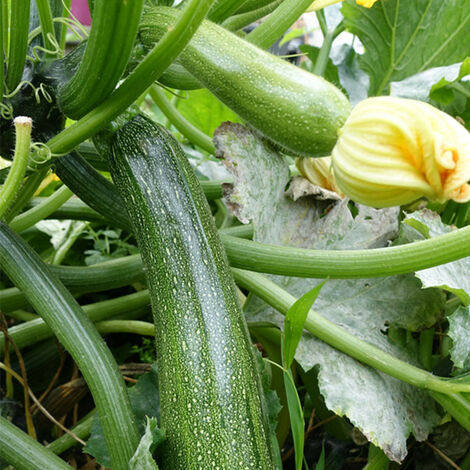 3 Plants Courgette Astia F1 en Pot. . Marque : Serres Desrumaux. Réf. : 2CAST105
