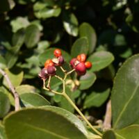 Fusain du Japon - Euonymus japonicus 40cm