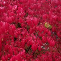 Fusain ailé – Euonymus alatus 40cm – Arbuste persistant – Feuillage vert à rouge flamboyant – Exposition plein soleil à mi-ombre