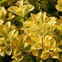 Fusain jap goldmine - Euonymus jap goldmine Pot 23cm