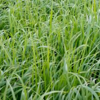 Panic érigé Northwind' - Panicum virgatum Northwind' pot 7,5L