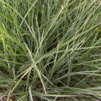 Roseau de Chine Variegatus' - Miscanthus sinensis Variegatus' godet 9cm