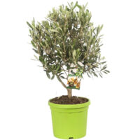 Olivier buisson Olea europaea Buisson Pot 18cm