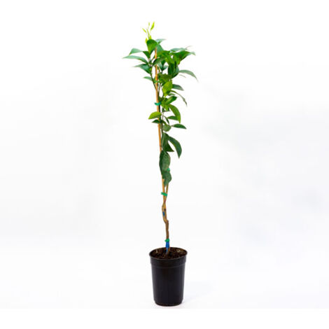 Naranjo Navelina - Variedad de naranja de mesa por excelencia