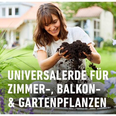 ufopflanze gießen Ufopflanze (Pilea peperomioides) kaufen main image 1