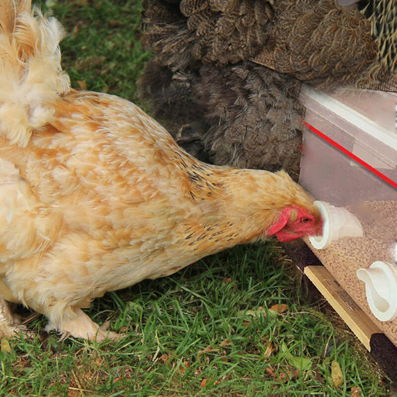 Mangeoire À Poulet Bricolage, Mangeoire À Volaille, Port De