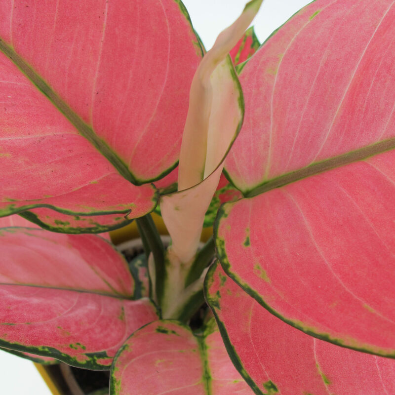 Aglaonema Pink Star - Pianta Vera Purifica Aria - H 30-35 cm Vaso Ø 12 cm