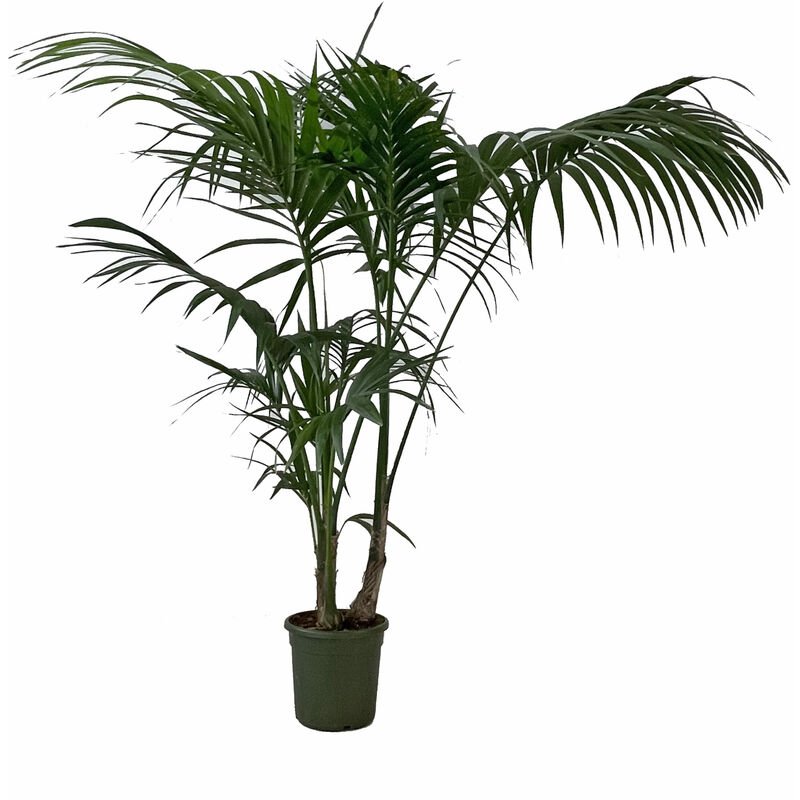 Howea Forsteriana Kentia - Palma da Interno Vera - Pianta Tropicale - H  170-180 cm Vaso Ø 24 cm