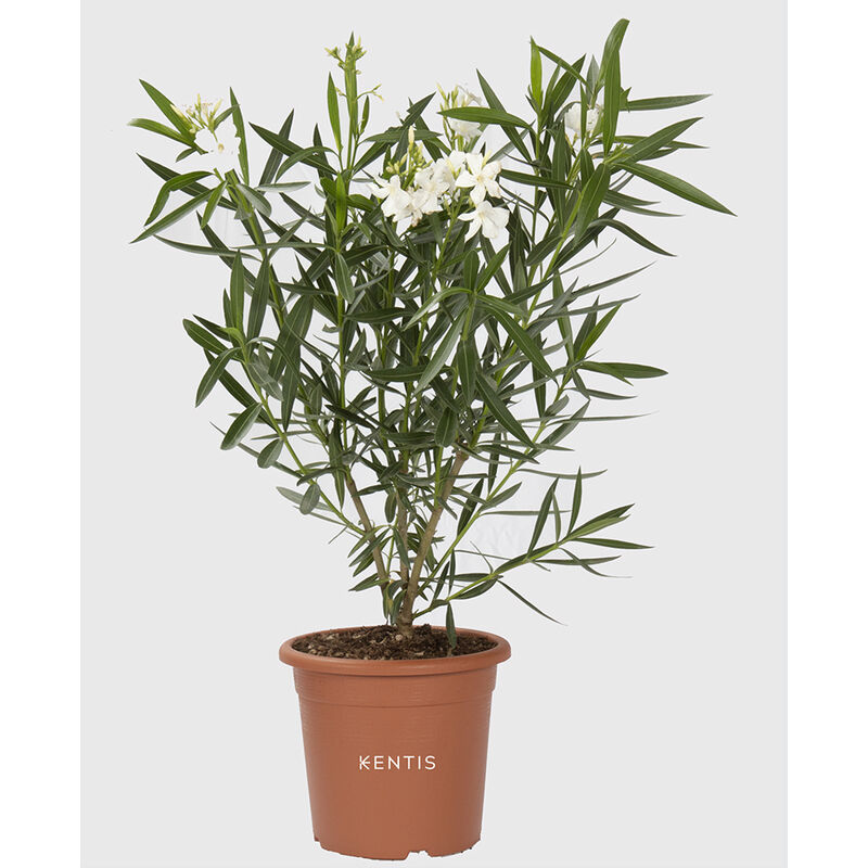 Nerium Oleander Rosso - Piante Vere da Esterno - H 40-50 cm Vaso da Coltura  Ø 18