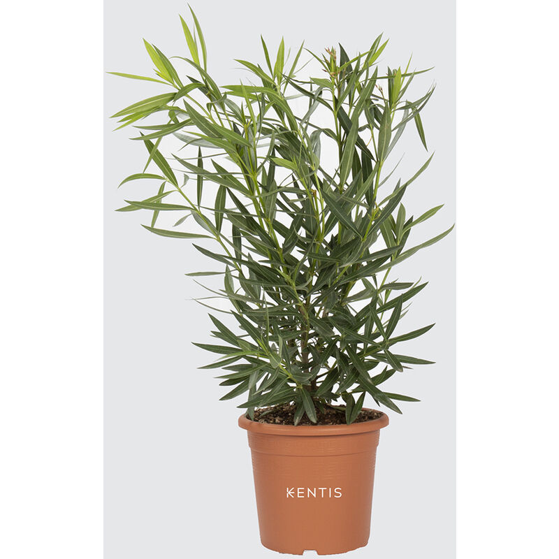 Nerium Oleander Rosso - Piante Vere da Esterno - H 40-50 cm Vaso da Coltura  Ø 18