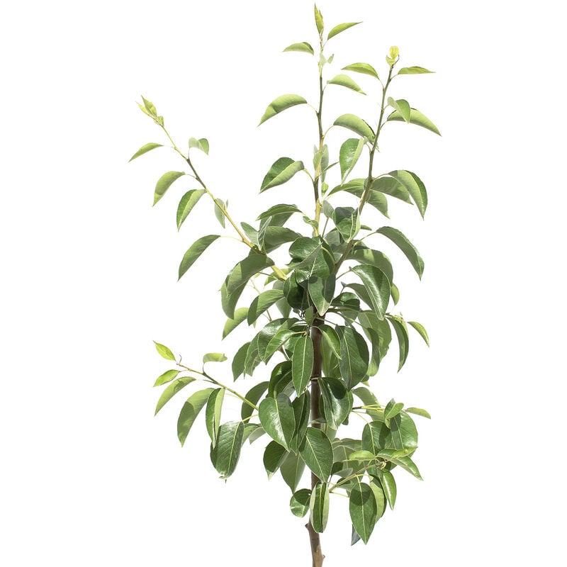 Nerium Oleander Rosso - Piante Vere da Esterno - H 40-50 cm Vaso da Coltura  Ø 18