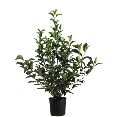 Viburnum Lucidum - Pianta di Viburno - Piante Vere da Esterno da Siepe Sempreverdi Resistenti - H 80-100 cm Vaso Ø 24 cm