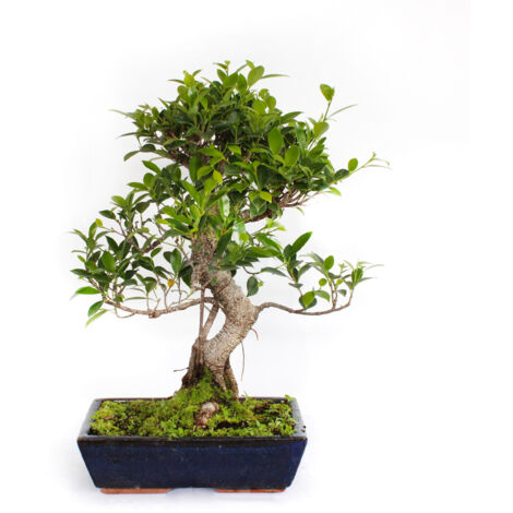 Bonsai Ficus Microcarpa - Bonsai Ficus Retusa - H 45-55 cm Vaso Ø 28 cm