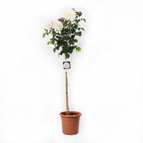 Rosa preservata di classe 5-6 cm, rose naturali eterne vere, di alta qualità, rosa immortale dura dai 3 ai 5 anni per la festa della mamma, San Valentino, regali di compleanno, decorazione
