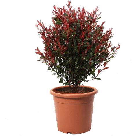 Photinia Fraseri Robusta Compacta a Sfera - Piante Vere da Esterno Resistenti - Pianta Ornamentale per Giardino - H 70-80 cm Vaso Ø 30 cm