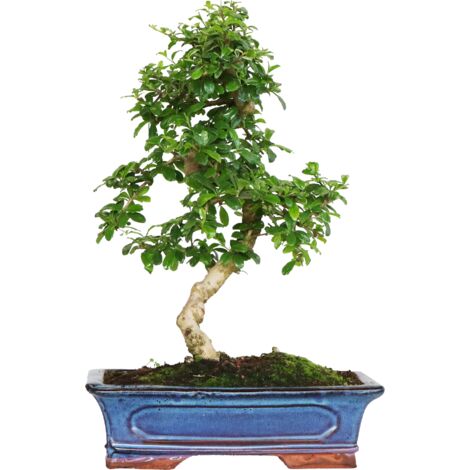 Bonsai Carmona - Bonsai Tè del Fukien Tè Coreano - H 20-30 cm Vaso Ø 20 cm