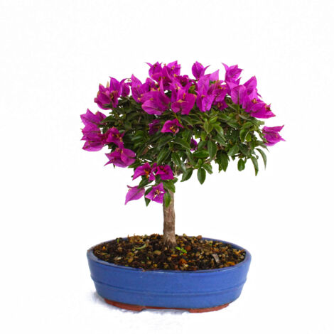 Bonsai Bouganvillea Sanderiana - Bonsai Buganville - H 30-40 cm Vaso Ø 26 cm