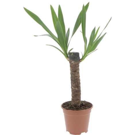 Yucca - Tronchetto della Felicità - Piante Vere Grasse Succulente da Interni - Pianta Ornamentale da Appartamento - H 80-90 cm Vaso Ø 19 cm
