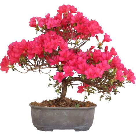 Bonsai di Azalea Satsuky - Rhododendron Indicum - H 25-30 cm Vaso Ø 15 cm