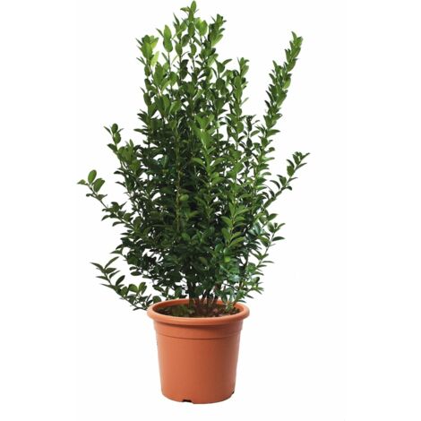 Euonymus Japonicus - Evonimo Giapponese - Piante da Siepe da Esterni - Piante Vere Resistenti da Giardino - H 100-125 cm Vaso Ø 30 cm