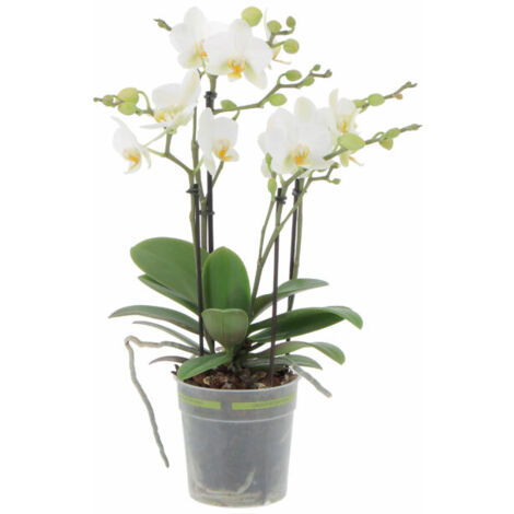 Orchidea Vera Pianta Rara - Phalaenopsis Boquetto Bianca - Piante da interno Fiorite Purifica Aria - Vaso Ø 12 cm