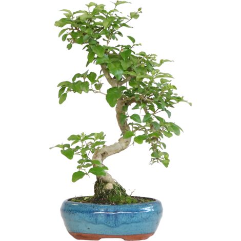 Bonsai di Ligustro a S - Ligustrum Sinensis - H 30-40 cm Vaso Ø 15 cm a S