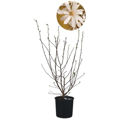 Magnolia Stellata - Magnolia da Fiore - Pianta Vera da Esterno da Terrazzo - Albero da Giardino - H 60/80 cm Vaso Ø 24 cm