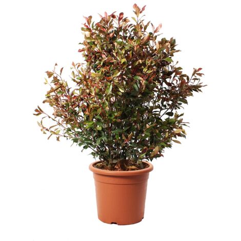 Photinia Fraseri Robusta Compacta - Piante Vere da Esterno Resistenti - Pianta da Siepe Ornamentale per Giardino - H 125-150 cm Vaso Ø 30 cm