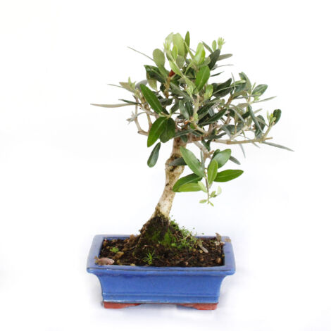Bonsai Olea Europaea - Bonsai Ulivo - H 30-35 cm Vaso Ø 18 cm