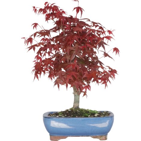 Bonsai Acero Rosso Giapponese - Acer Palmatum Deshojo - H 40-50 cm Vaso Ø 15 cm