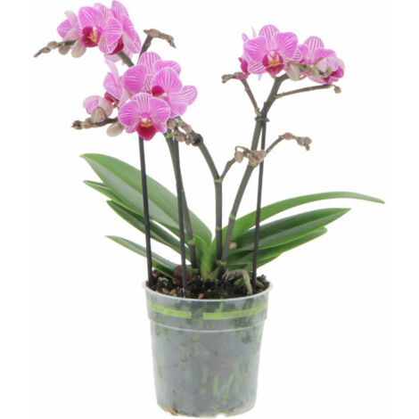 Orchidea Phalaenopsis Boquetto Fucsia Rara - Piante da Interno Vere Fiorite Purifica Aria Appartamento - Vaso Ø 12 cm