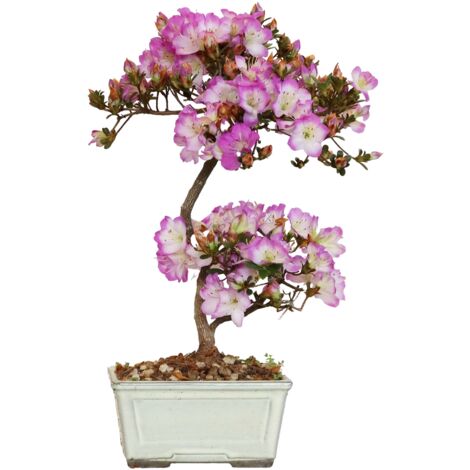 Bonsai di Azalea Satsuky - Rhododendron Indicum - H 30-35 cm Vaso Ø 15 cm