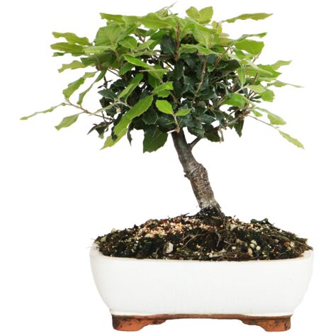 Bonsai di Leccio - Quercus Ilex - Bonsai Vero di Quercia - H 25-35 cm Vaso Ø 21 cm
