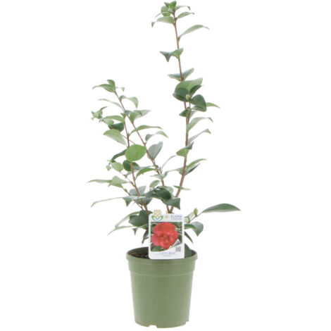 Camelia Japonica Captain Blood - Piante Vere da Esterno - Pianta Fiorita da Giardino Balcone Terrazzo - H 70-80 cm Vaso Ø 17 cm