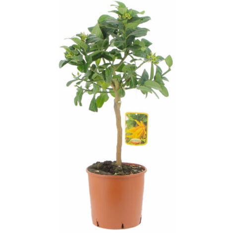 Citrus Mano di Buddha - Alberi da Frutto da Esterno - Piante Vere di Agrumi da Balcone Terrazzo - H 70-80 cm Vaso Ø 20 cm