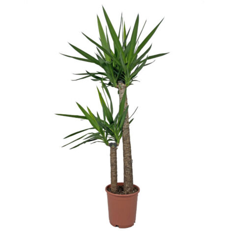 Yucca - Tronchetto della Felicità - Piante Vere Grasse Succulente da Interni - Pianta Ornamentale da Appartamento - H 135-145 cm Vaso Ø 24 cm