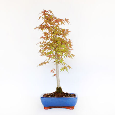 Bonsai Acero Palmato Deshojo - Acer Palmatum - Vaso - H 50-60 cm Vaso Ø 21 cm