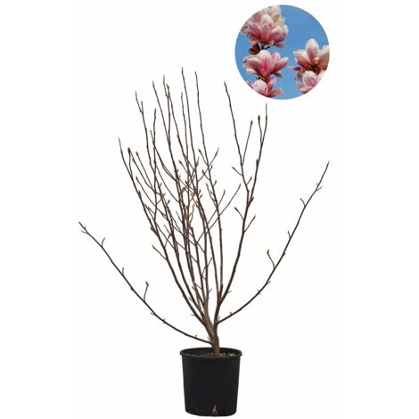Magnolia × Soulangeana - Magnolia da Fiore - Pianta Vera da Esterno da Terrazzo - Albero da Giardino - H 100-125 cm Vaso Ø 30 cm
