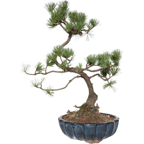 Bonsai di Pino - Pinus Parviflora Pentaphylla - H 35-45 cm Vaso Ø 17 cm