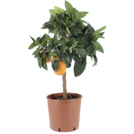 Citrus Sinensis Rosso “Moro” - Arancia Rossa - Alberi da Frutto - H 70-80 cm Vaso Ø 20 cm