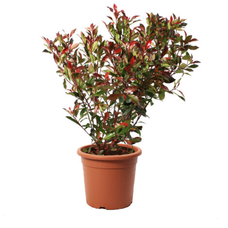 Photinia Fraseri Robusta Compacta - Piante Vere da Esterno Resistenti - Pianta da Siepe Ornamentale per Giardino - H 80-100 cm Vaso Ø 24 cm