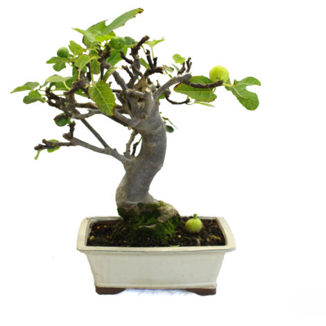 Bonsai Ficus Carica - Bonsai di Fico Comune - H 40-45 cm Vaso Ø 27 cm