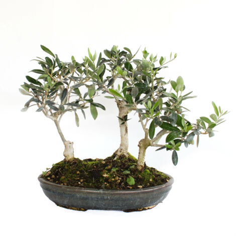 Bonsai Olea Europaea - Bonsai Boschetto 3 Ulivi - H 30-35 cm Vaso Ø 30 cm