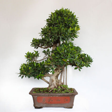 Bonsai Ficus Microcarpa - Bonsai Ficus Retusa - H 90-100 cm Vaso Ø 46 cm