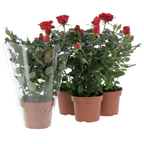 Kit 4 Piante di Rose Rosse - Piante Vere da Esterno Fiorite - Pianta da Balcone Giardino Terrazzo Ornamentali - Sempreverde - Vaso Ø 12 cm