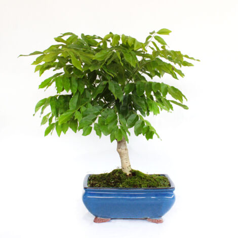 Bonsai Wisteria Floribunda Alba - Bonsai Wisteria Fiore Lilla - H 45-50 cm Vaso Ø 25 cm (1/3)